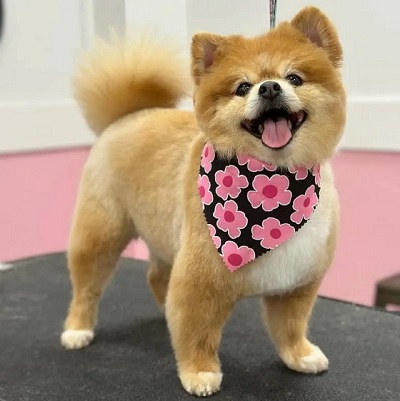 Top Rated Dog Grooming Services in South Tampa