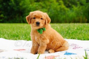 English Golden Retriever Indiana 1 1 1 1 1