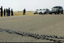 Police Car Spike Strip