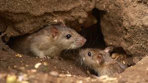 24 Hr Powerful Mice / Rats Control for Safe Homes