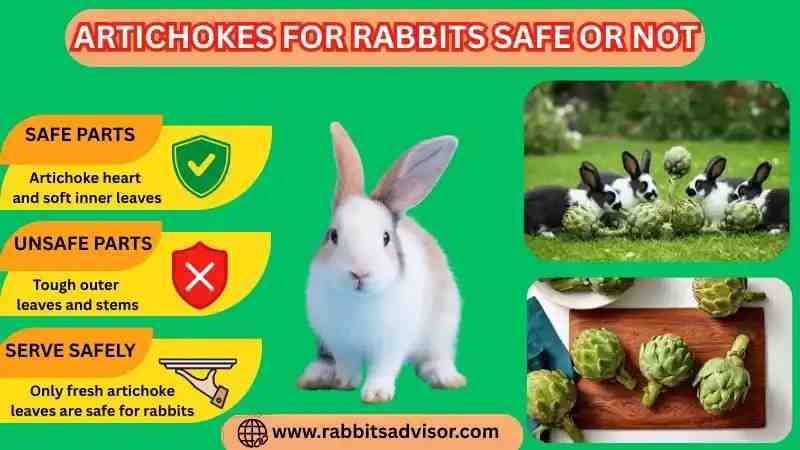 Can Rabbit Eats Artichoke? Leaves, Raw, Seeds, & Cooked