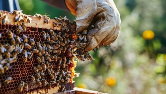 Bee Removal Las Vegas | Enviro Guard Experts 24/7 Pro!!