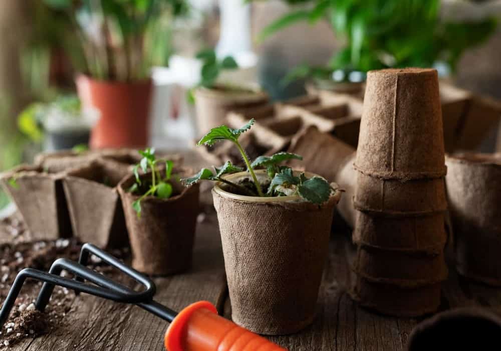 Easy Summer Gardening Tips in Rajasthan for Beginners