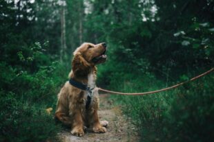 Golden Retrievers Nashville