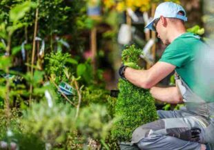 Lawn Clean Up Services 1