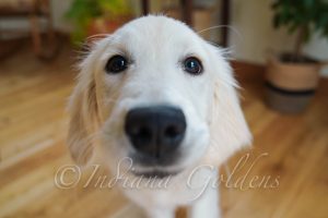 English cream golden retriever puppies for sale 3