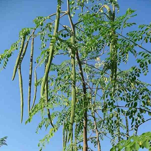 Moringa Tree Growth Stages and Maintenance Guide