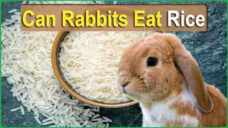 Can Rabbits Eat Rice? Exploring the Myths and Facts