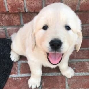 English cream golden retriever puppies 2