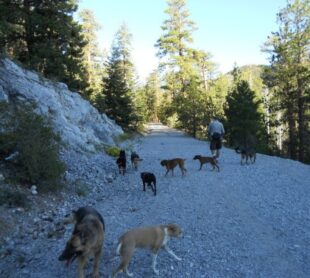 Building Confidence with Puppy Socialization Training