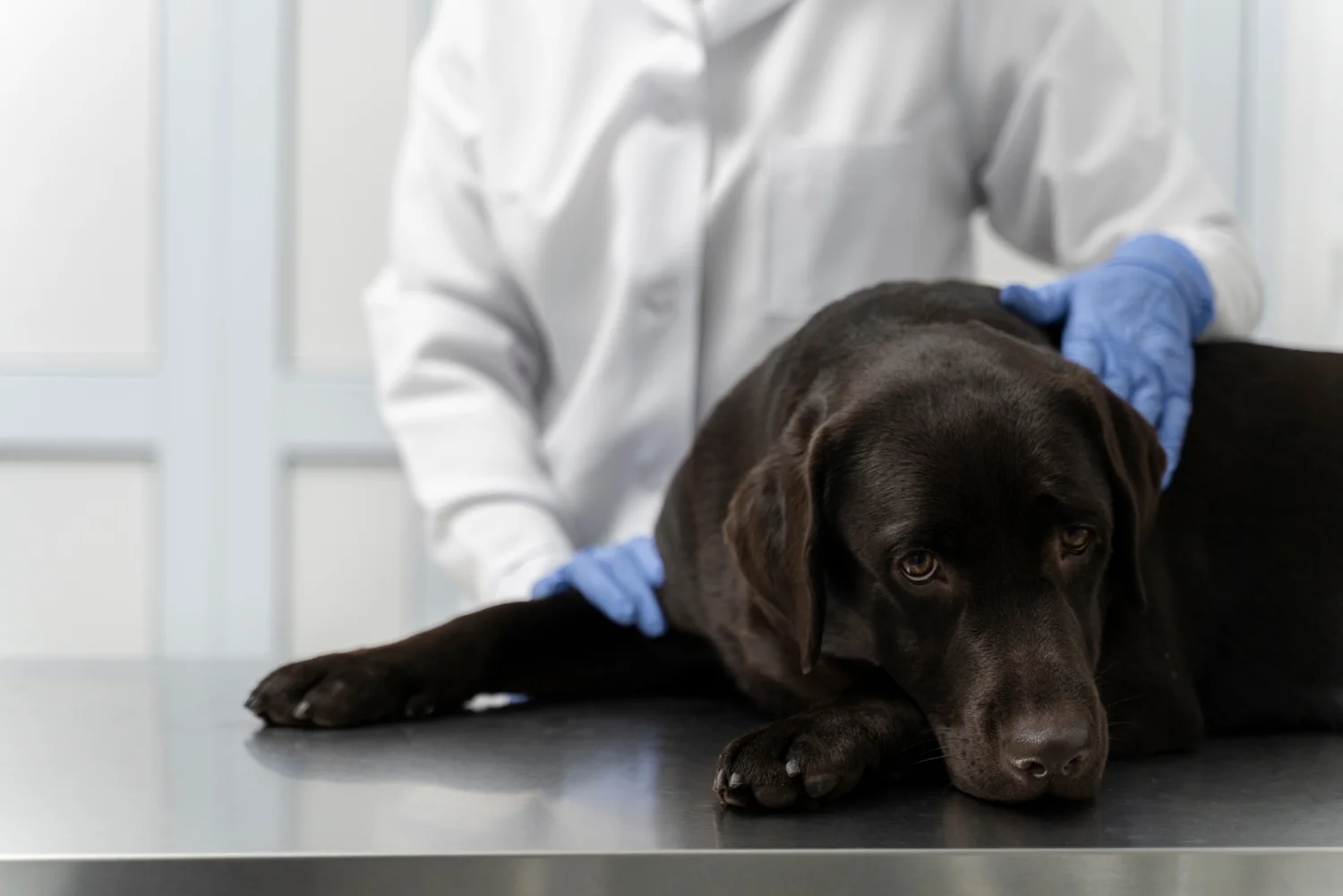Pyrantel Pamoate Dosage for Dogs Per Kg