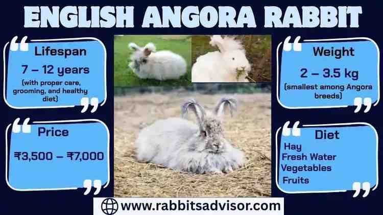 English Angora Rabbit: