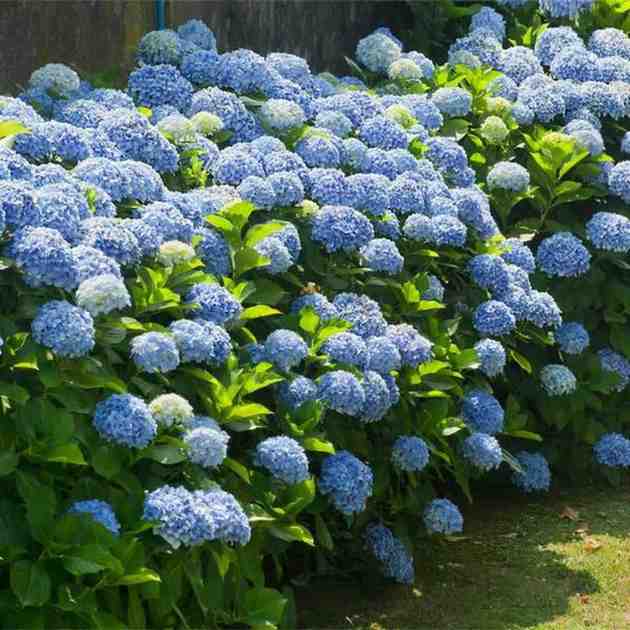 How to Choose Perfect Hydrangea Plant for Your Garden
