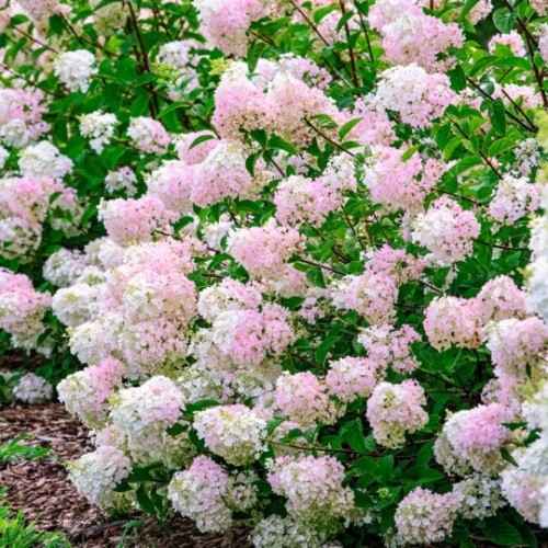 Best Spring Flowering Shrubs for Small Yard & Landscape
