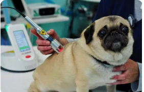 Pet Laser Surgery Boynton Beach