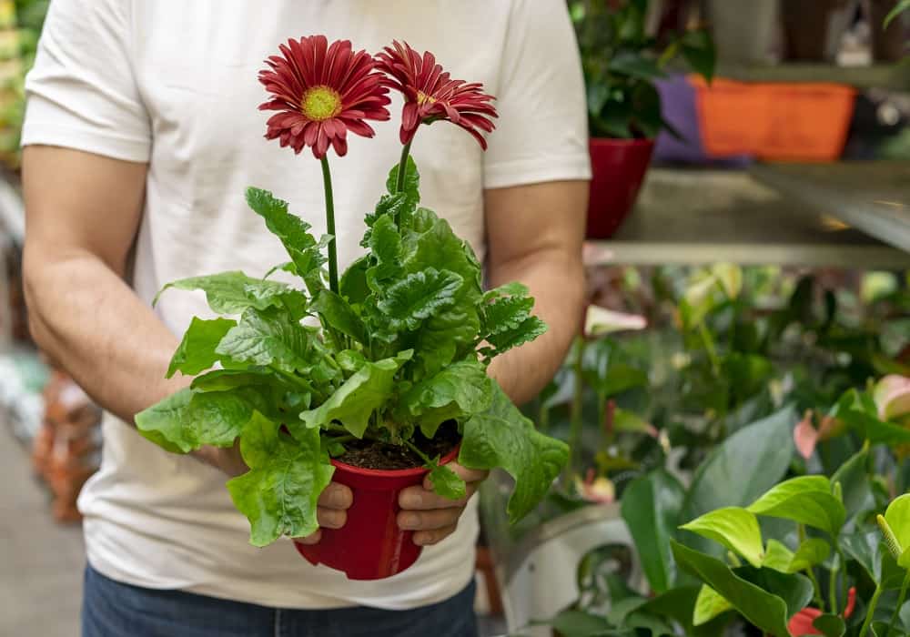 Home Gardening Tips for Beginners with Zero Experience