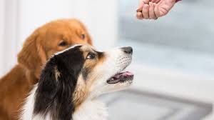 Do Dog Supplements Really Work?