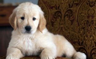English cream golden retriever puppies for sale 2