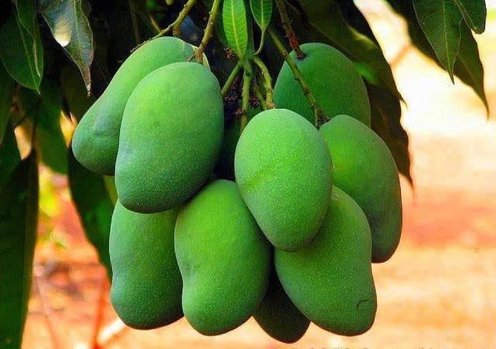 Mango Nutrition and Health Benefits You Should Know