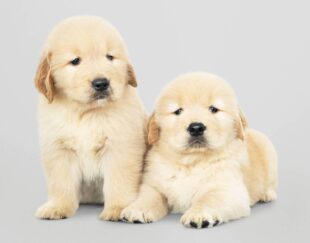 white golden retriever puppies indiana