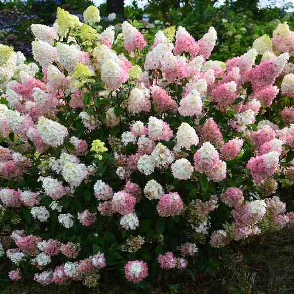 Easy-to-Grow Flowering Shrubs for Shaded Garden Areas