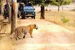 Complete Guide to Explore the Wild Beauty of Pench