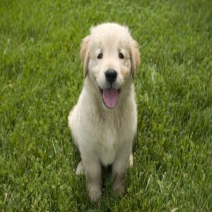 cream golden retriever puppies