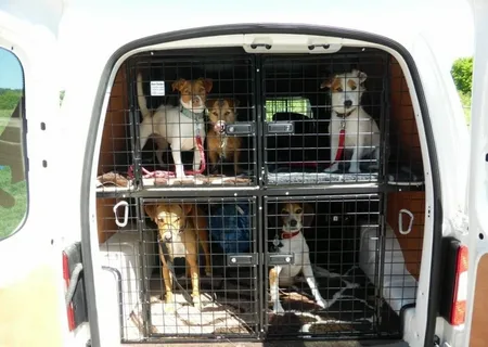 Pet Transport Services | Safe & Reliable Travel