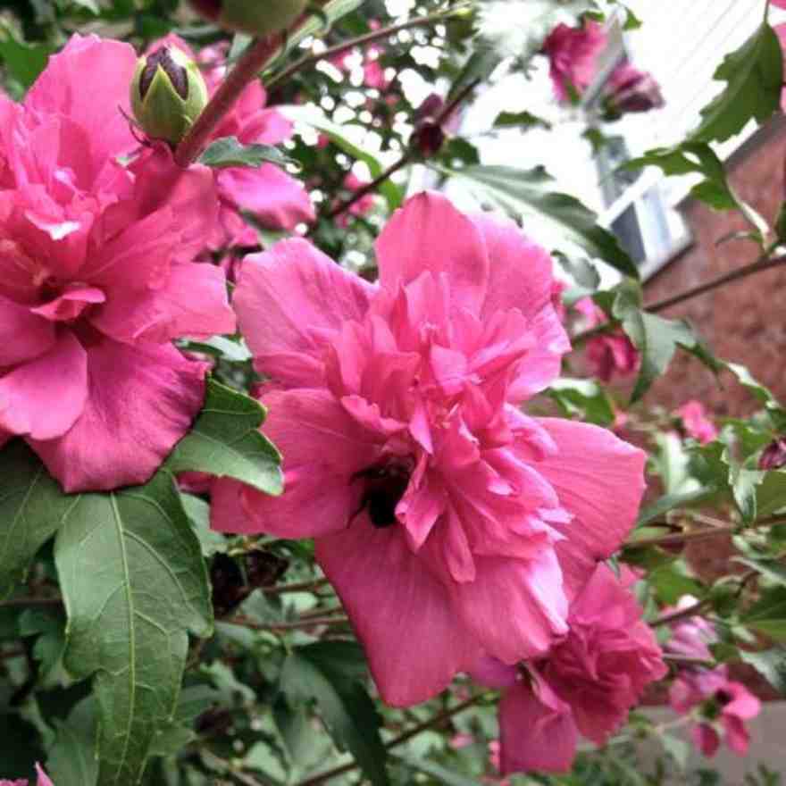 Spring Garden Guide: Small Flowering Shrubs to Grow