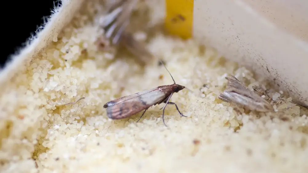 Moth Control Guide to Protect Clothes and Pantry