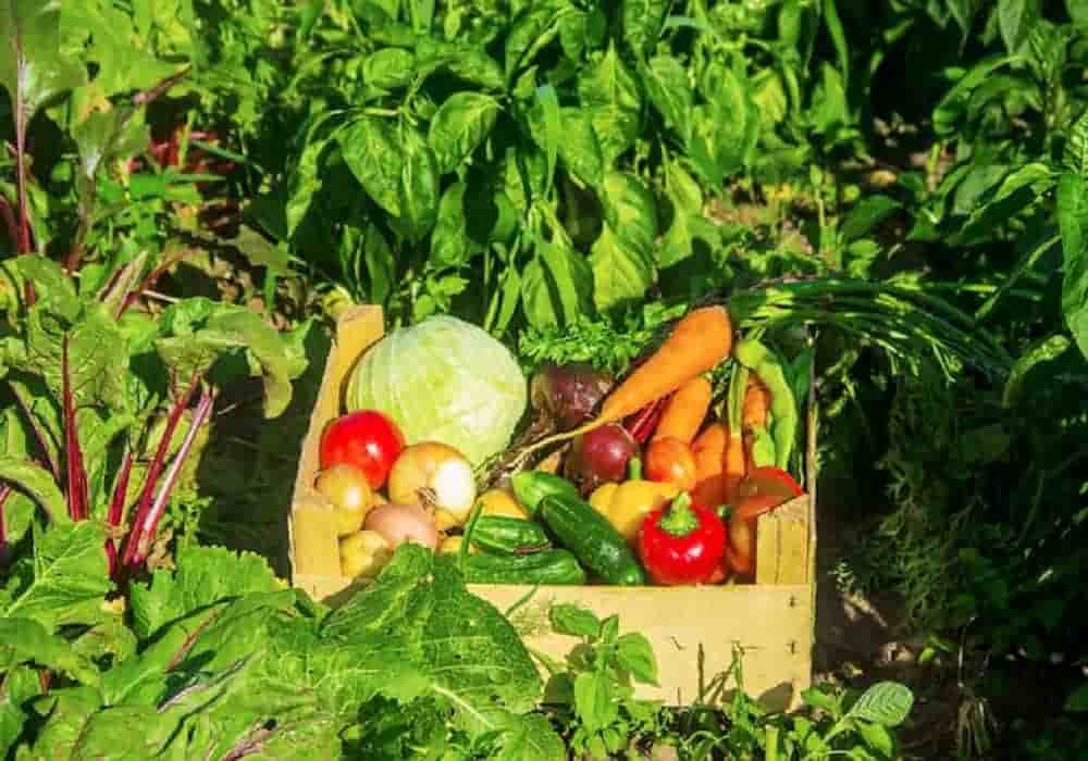 Vegetable Garden Plants That Grow Fast and Produce More