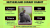 Everything About Netherland Dwarf Rabbits