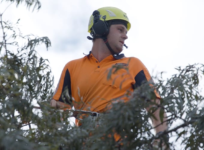 Arborist Reports: What Councils Look For