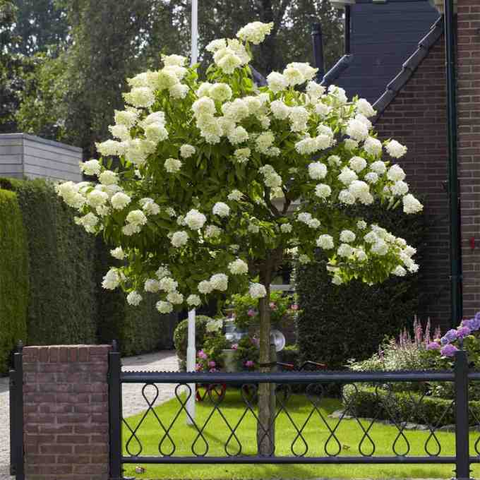 Best Outdoor Flowering Shrubs to Beautify Your Garden