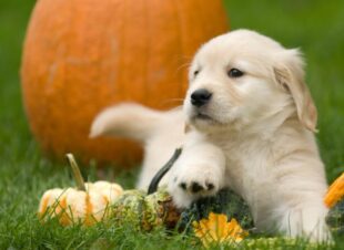 English Cream Golden Retrievers Puppies 2