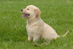 English golden retriever puppies