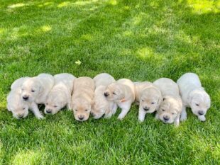 English Cream Golden Retriever 2