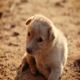 English Golden retriever