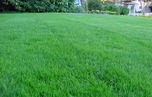 Lawn Care Saginaw: 10 Ways Imperial Services Wins