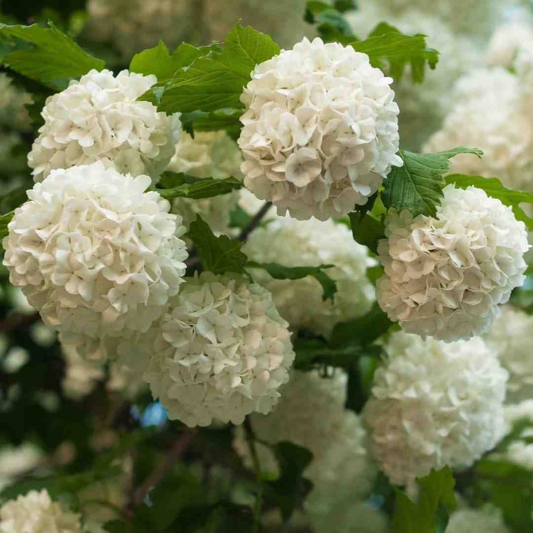 How to Grow White Flowering Shrubs Successfully