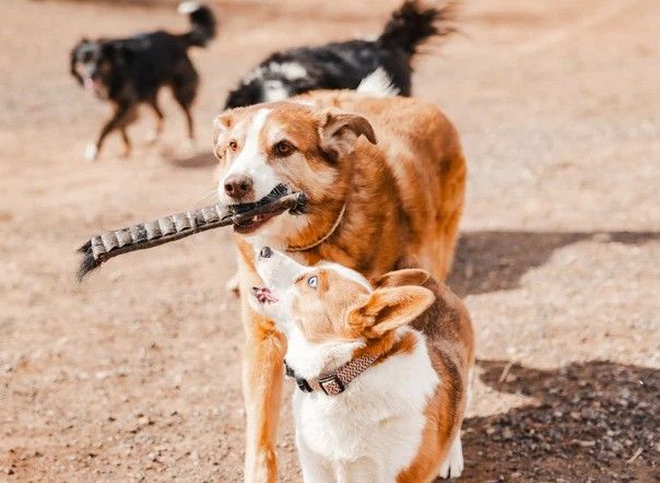 Tiny Teeth, Big Care: Healthy Chews for Small Dogs