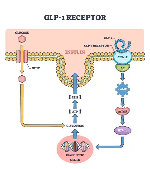 GLP-1 Research Peptides: What Every Lab Needs to Know