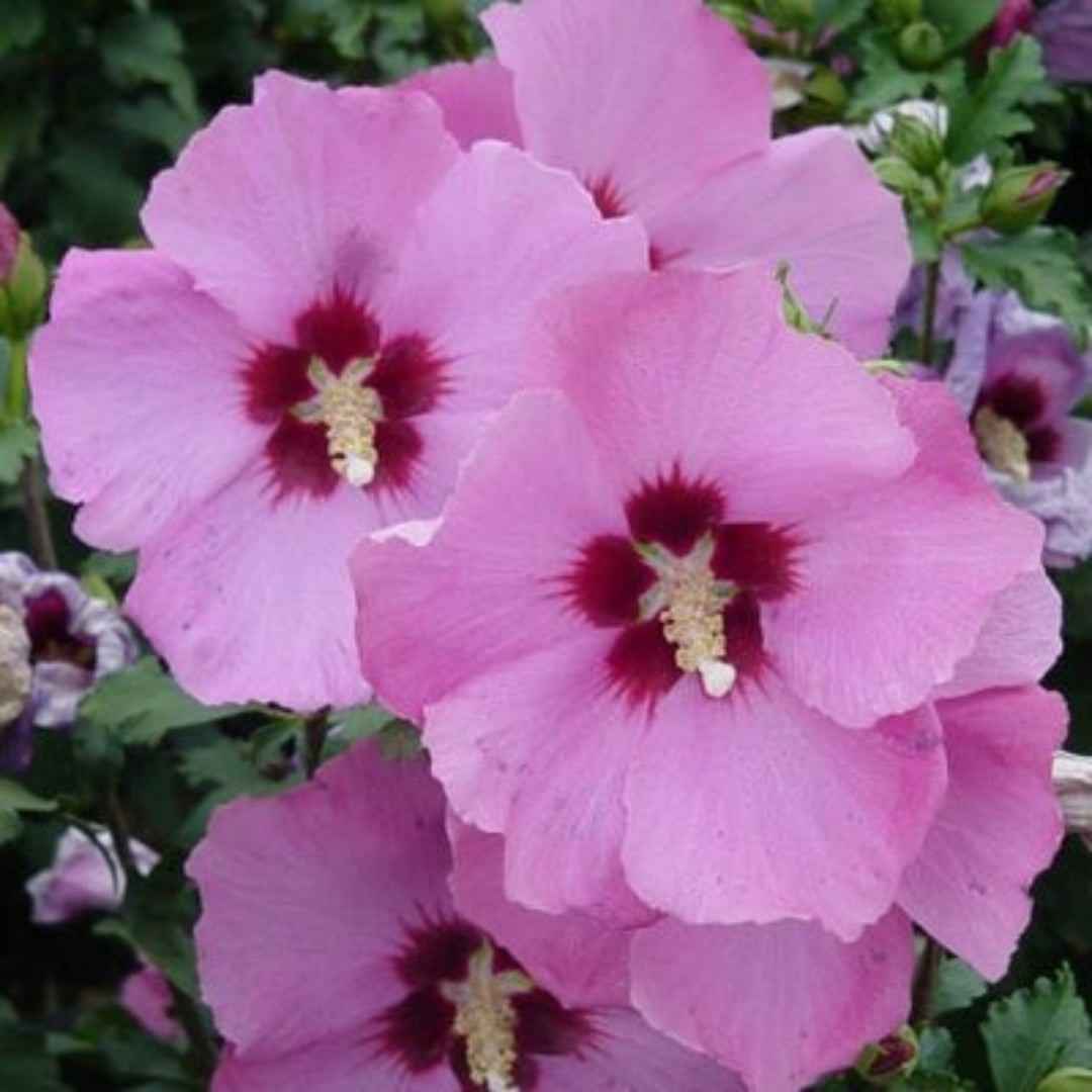 When Is the Best Time to Plant Rose Bushes in Spring?