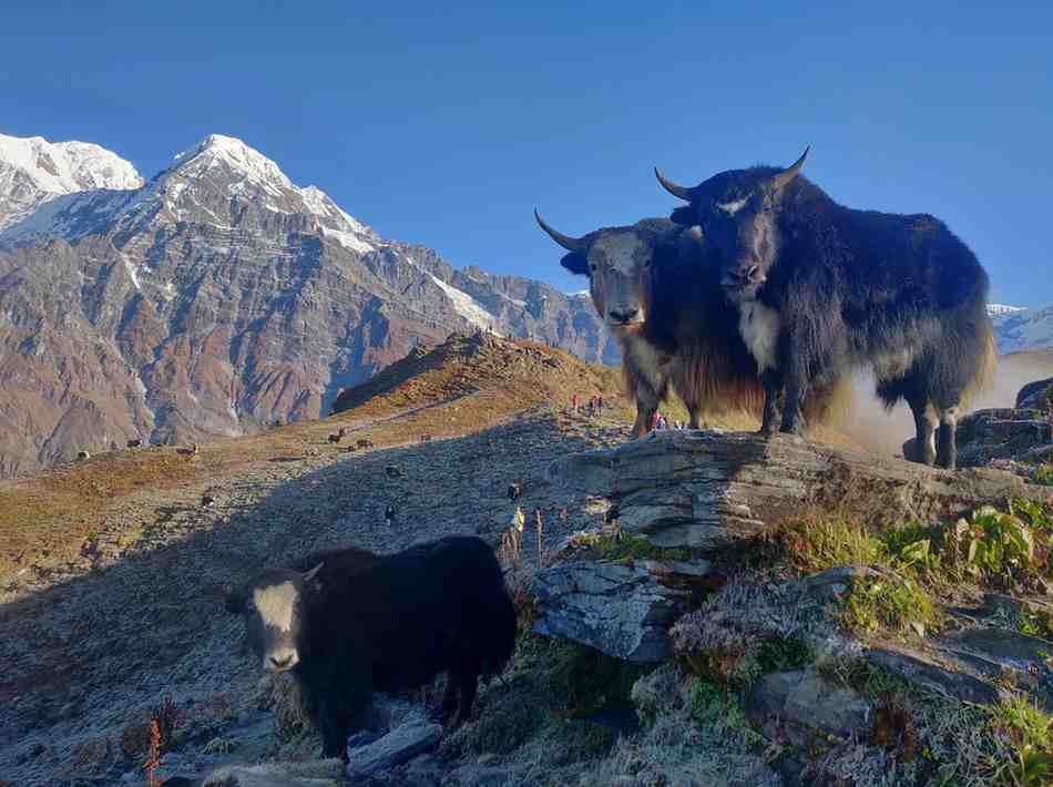 Step into Adventure: The Awe-Inspiring Mardi Himal Trek