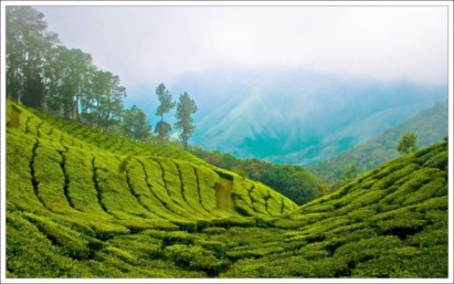 Top Things to Do in Munnar & Best Places