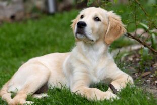 English Golden Retriever Puppies 2