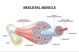 Skeletal Muscle Relaxants for Daily Pain Management