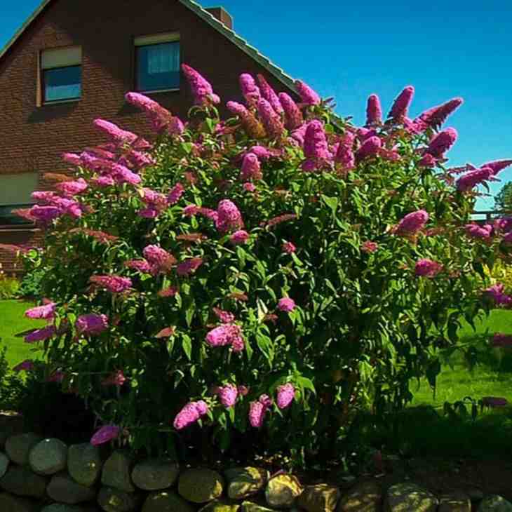 How to Grow Butterfly Bush in Spring: Complete Guide