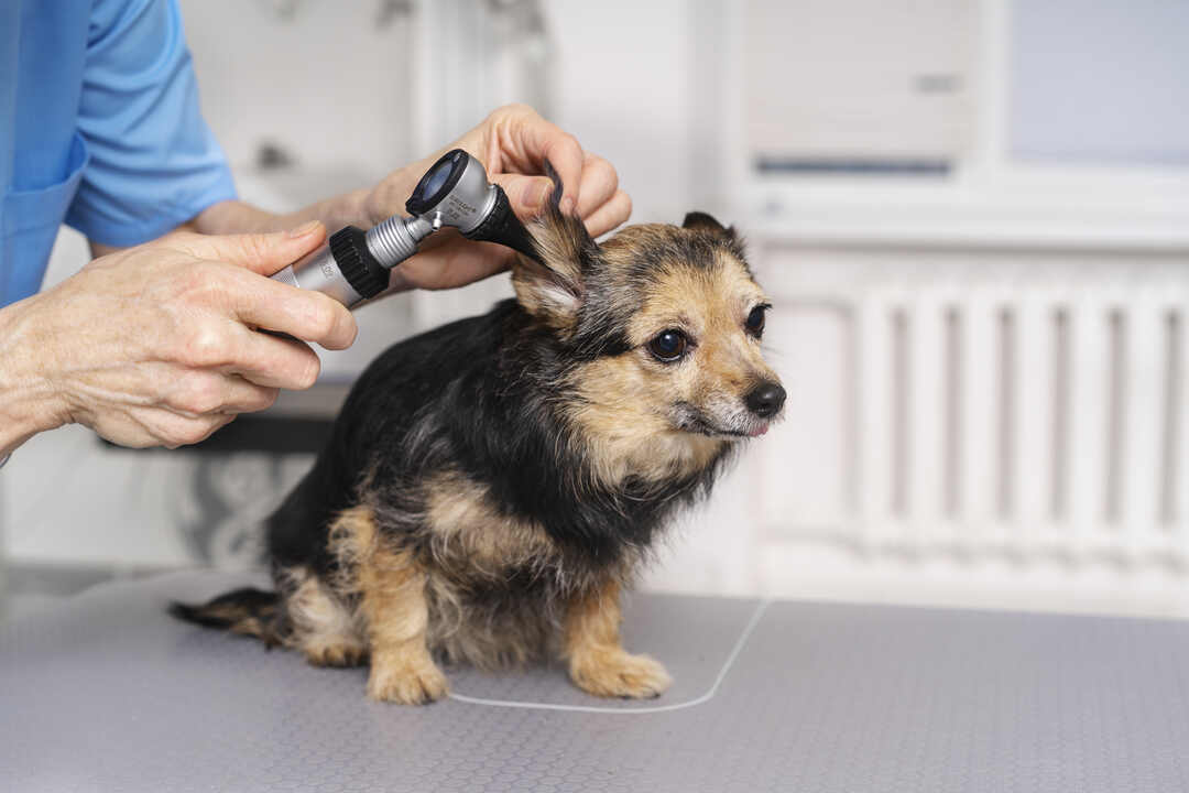 How Pet Grooming Businesses Make easy Appointments