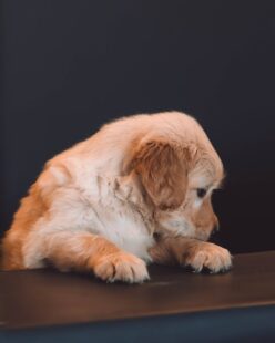 Golden Retriever Puppies Tennessee 2